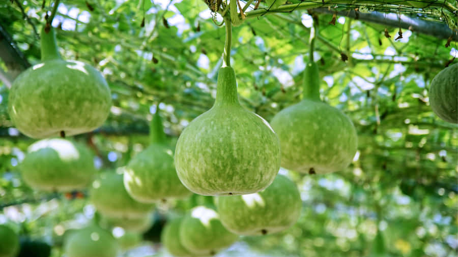 Bottle Gourd Growing Tips Wallpaper