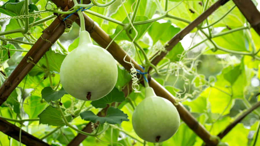 Bottle Gourd Growing Tips Wallpaper