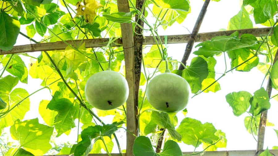 Bottle Gourd Growing Tips Wallpaper