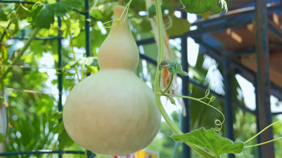 Bottle Gourd Growing Tips Wallpaper