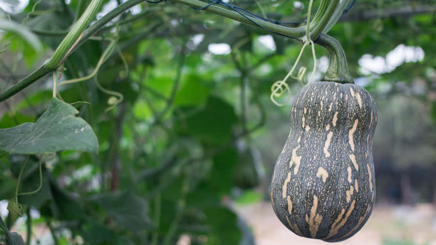 Bottle Gourd Growing Tips Wallpaper