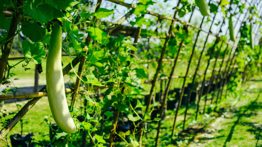 Bottle Gourd Growing Tips Wallpaper