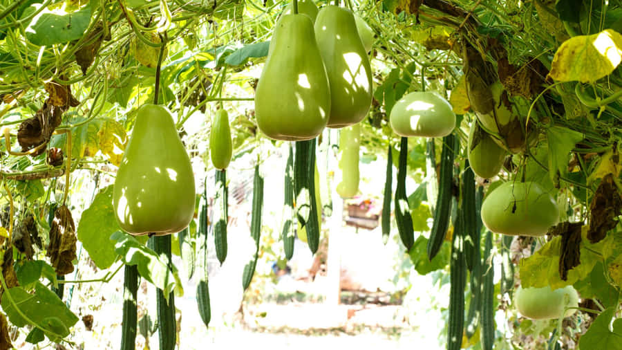 Bottle Gourd Growing Tips Wallpaper