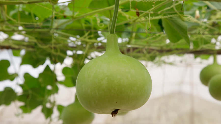 Bottle Gourd Growing Tips Wallpaper