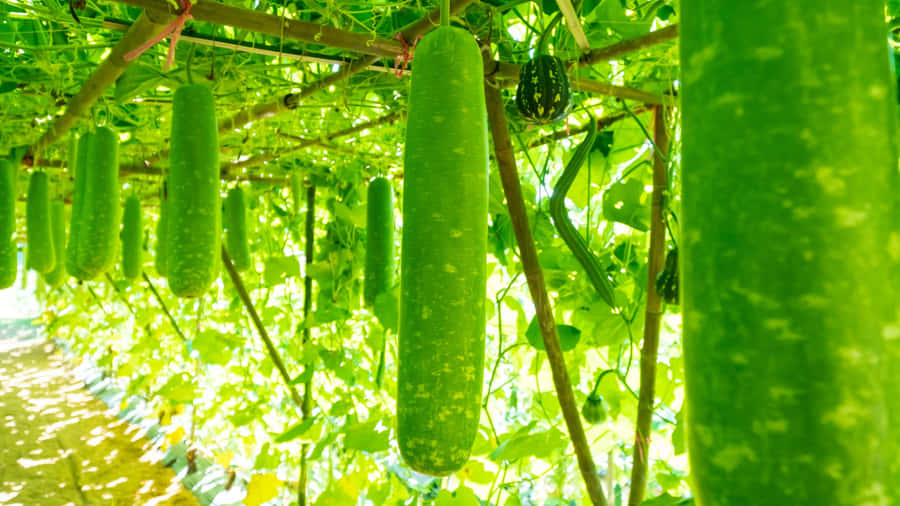Bottle Gourd Growing Tips Wallpaper