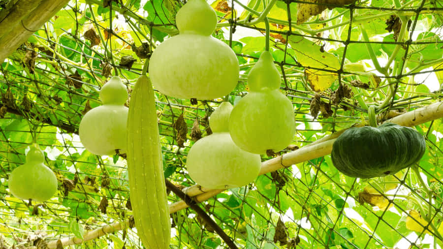 Bottle Gourd Varieties Growing Wallpaper