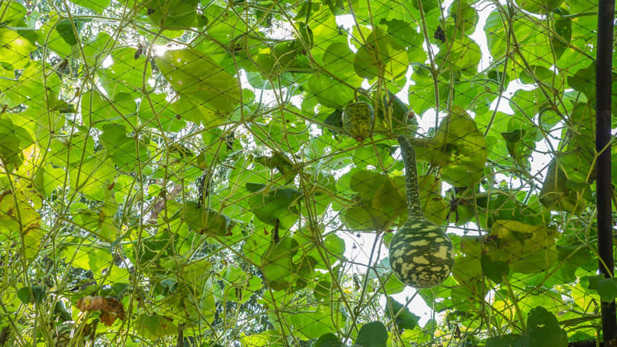 Bottle Gourd Vine Growth Wallpaper