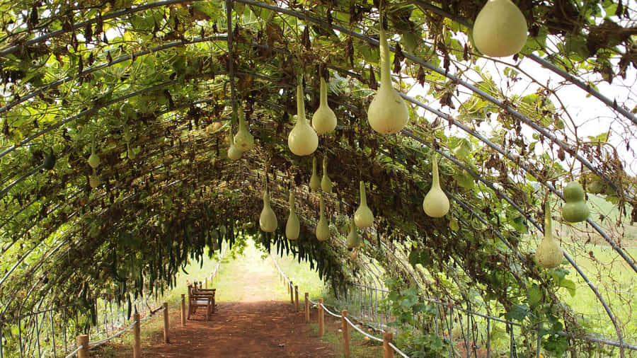 Bottle Gourd Vine Trellis Wallpaper