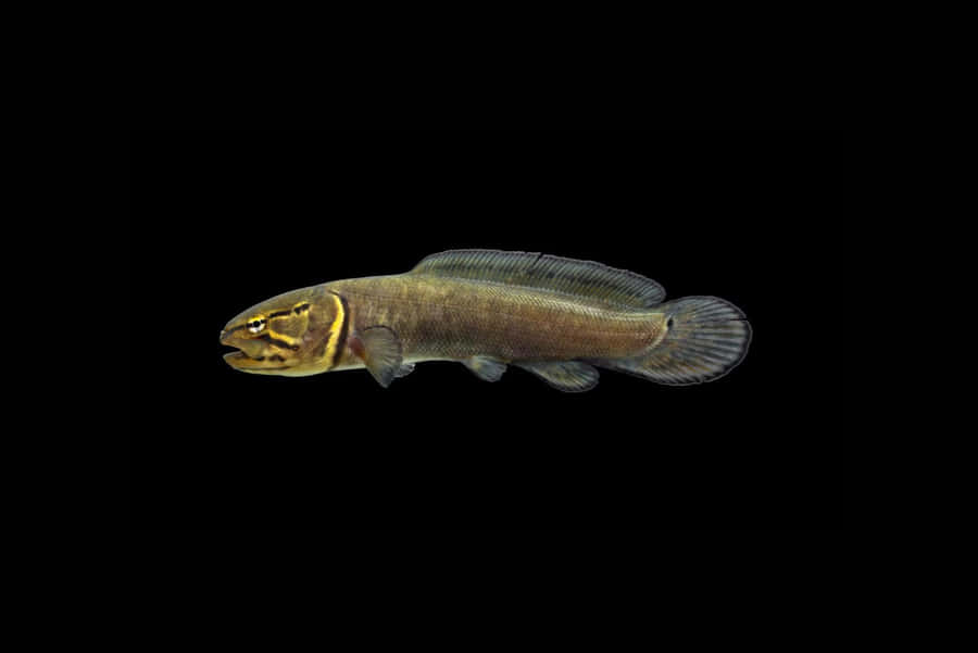 Bowfin Fish Against Black Background Wallpaper