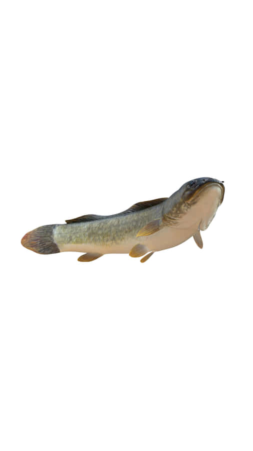Bowfin Fish Isolatedon White Wallpaper