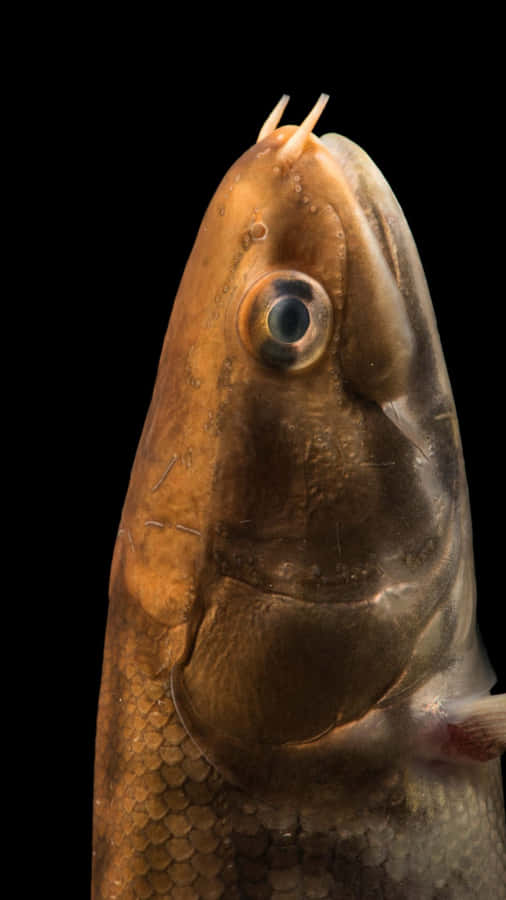 Bowfin Fish Portrait Black Background Wallpaper