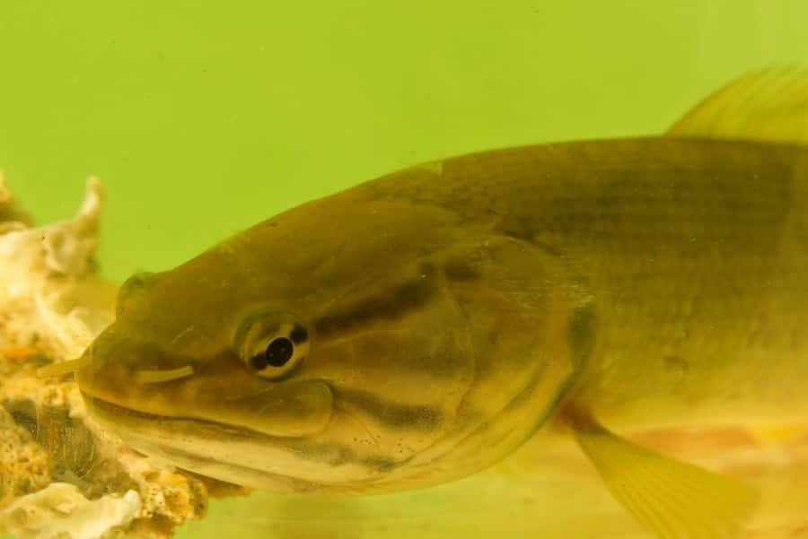 Bowfin Fish Underwater Wallpaper