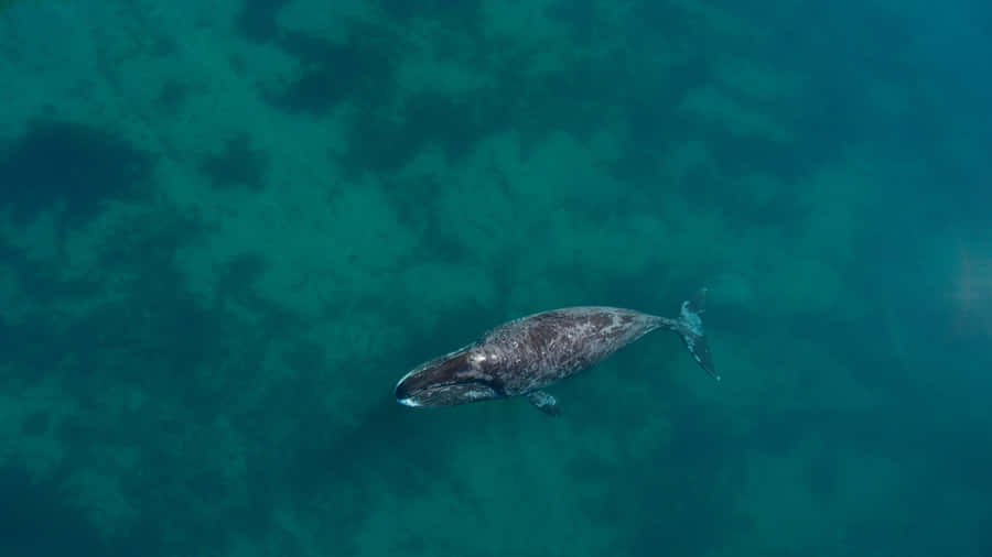 Bowhead Whale Aerial View Wallpaper