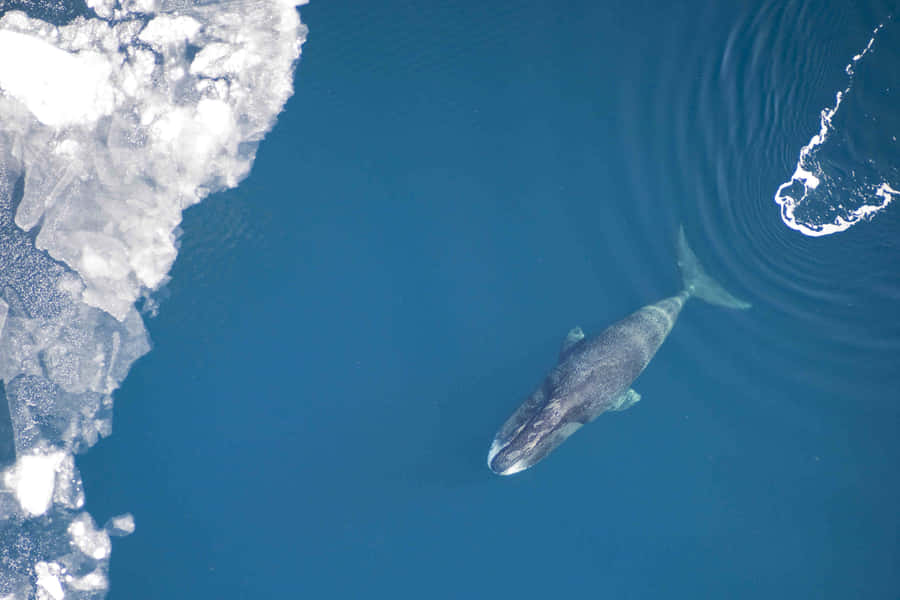 Bowhead Whale Near Ice Edge Wallpaper