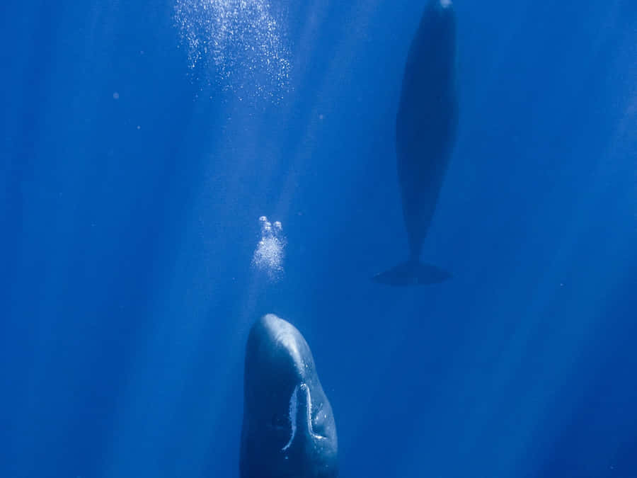 Bowhead Whale Underwater View Wallpaper
