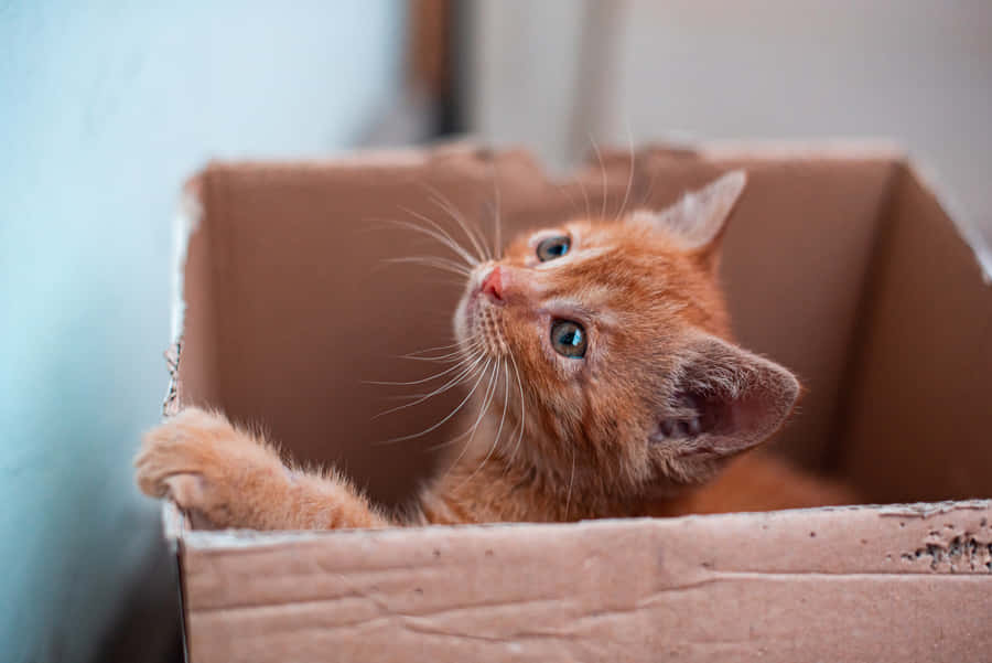 Box Cute Cat Pfp Wallpaper