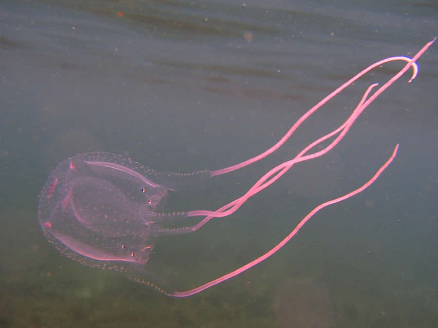 Box Jellyfish Underwater View Wallpaper