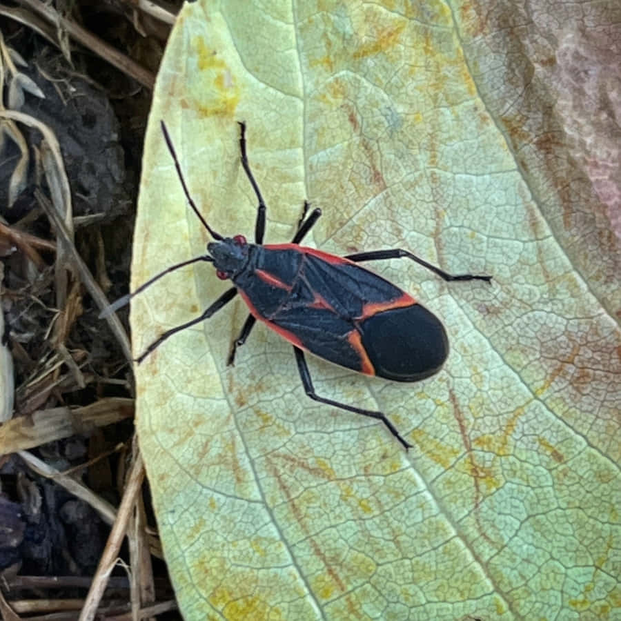 Boxelder Bugon Yellow Leaf Wallpaper