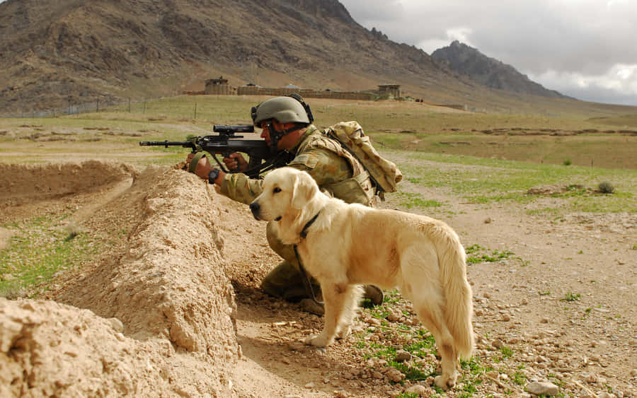 Bravery On Four Legs: Army Service Dog In Action Wallpaper