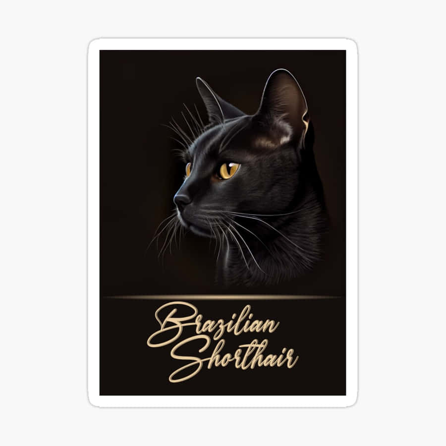 Brazilian Shorthair Cat Relaxing On A Cozy Blanket Wallpaper