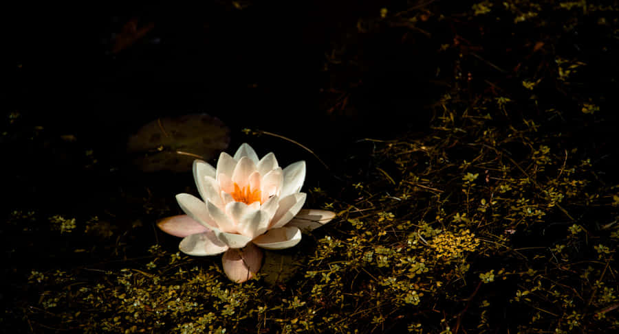 Breathtaking Aerial View Of A Lake Surrounded By Evergreen Forests Wallpaper