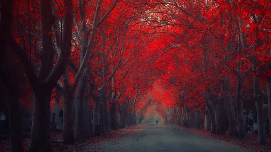 Breathtaking Red Tree In The Middle Of A Grass Meadow Wallpaper