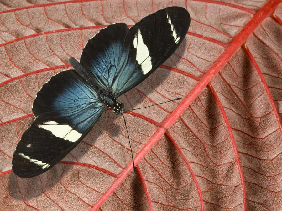 Breathtaking View Of An Emerging Butterfly Wallpaper