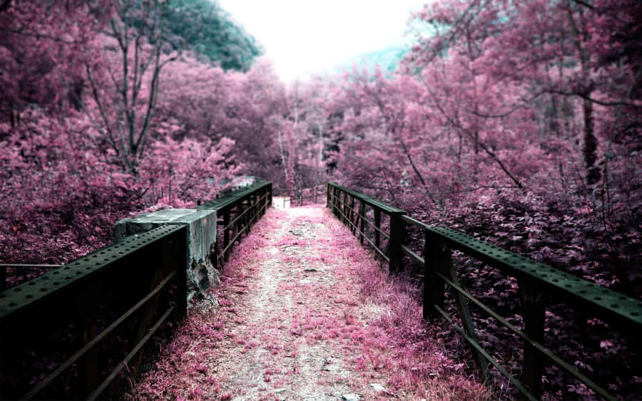 Bridge Surrounded With Pink Trees Wallpaper