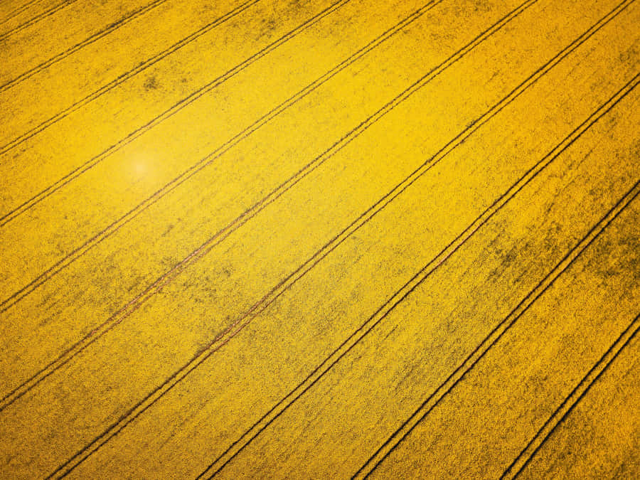 Brief History Of Rapeseed Wallpaper