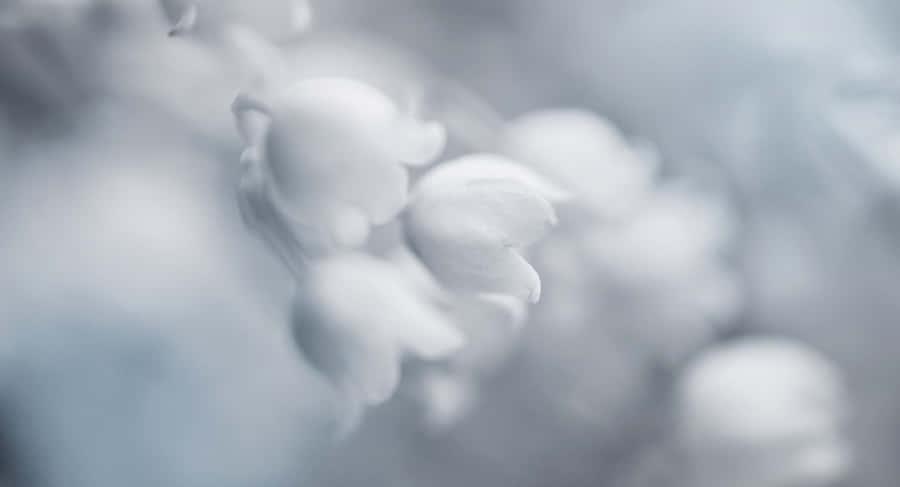 Bright And Beautiful Aurora Borealis Wallpaper