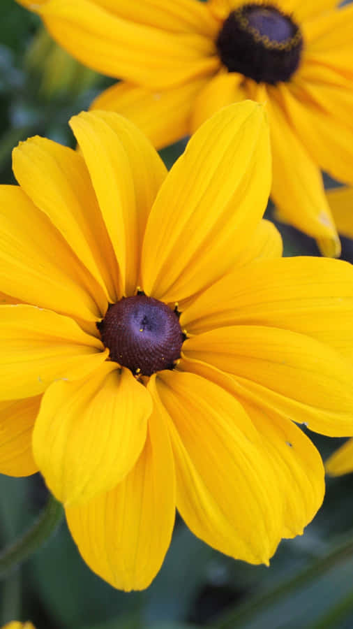 Bright And Beautiful Black-eyed Susan Wallpaper