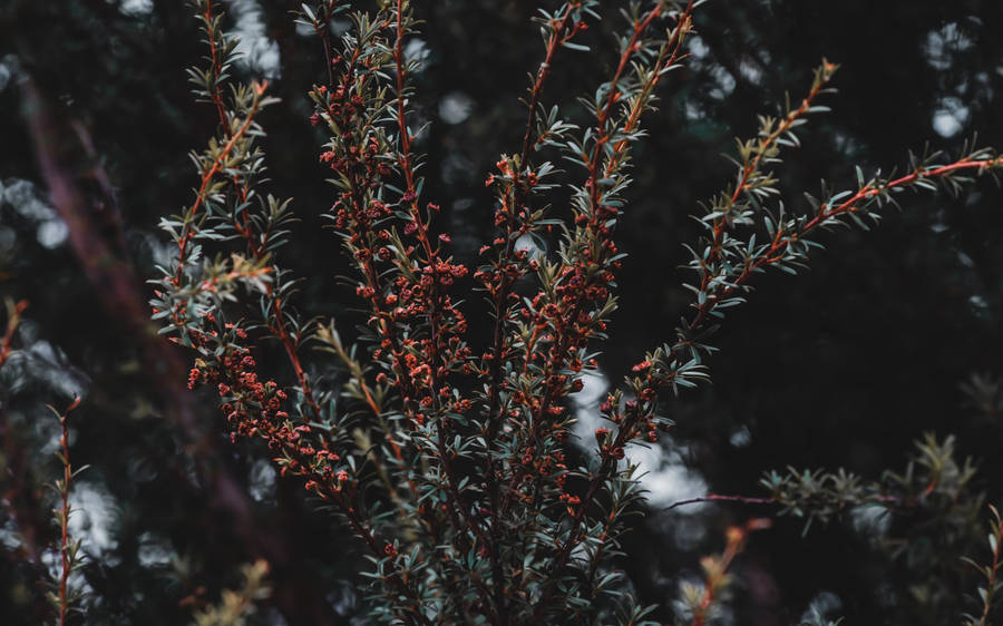 Bright And Colorful Plant Bush Wallpaper