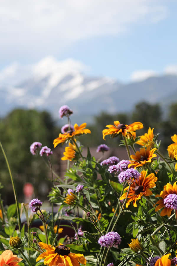 Bright Flower Blossoming Under The Sun Wallpaper