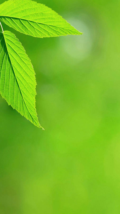 Bright Green Leaves Iphone Wallpaper