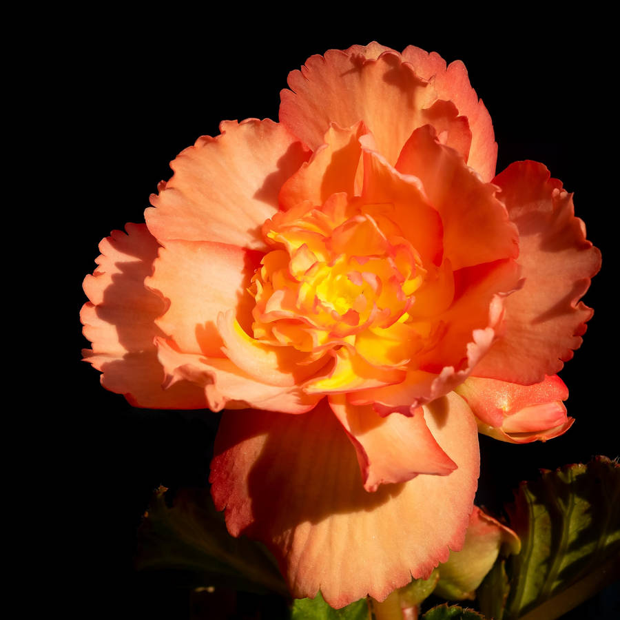 Bright Orange Carnation Wallpaper
