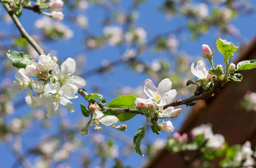 Bright Spring Sunshine Scenery Wallpaper