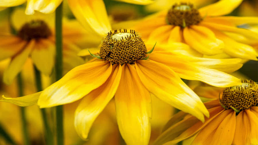 Bright Yellow Blooms Of Black Eyed Susan Wallpaper