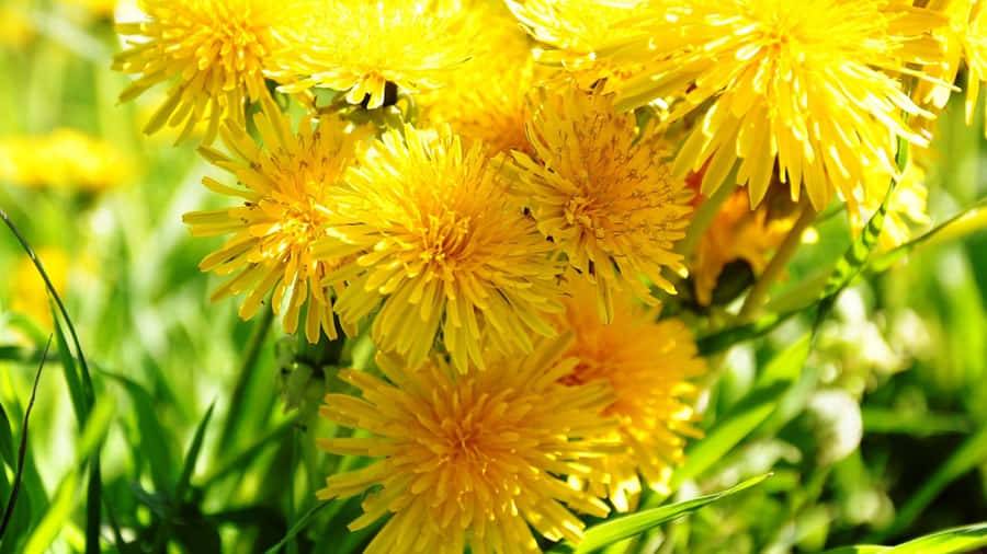 Bright Yellow Dandelion Flowers Wallpaper