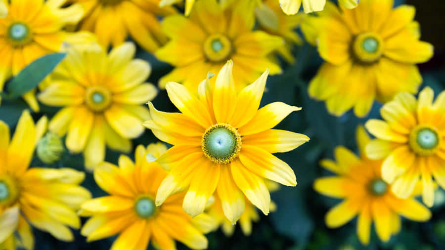 Bright Yellow Floral Blooms Wallpaper