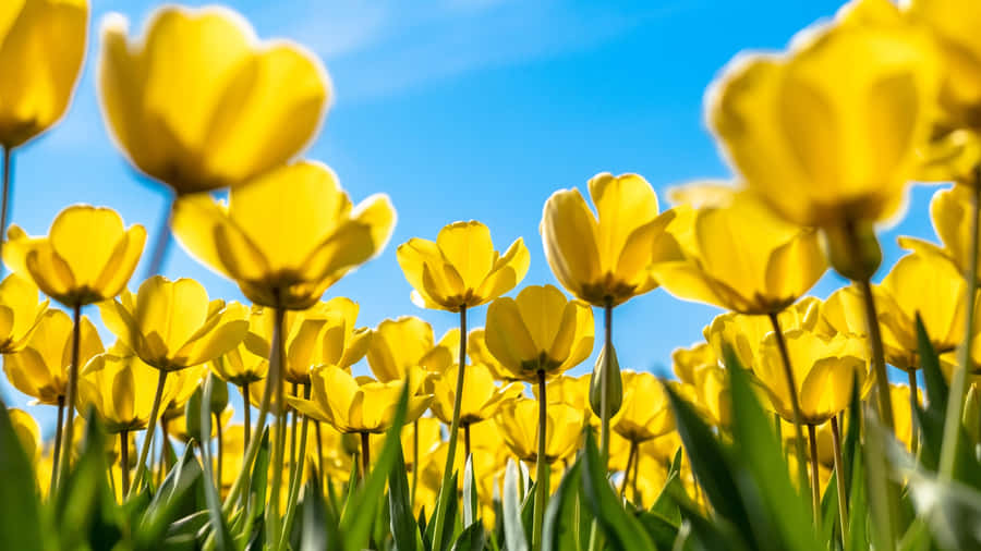 Bright Yellow Tulip Field Wallpaper
