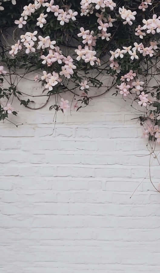 Brighten Up Your Day With A Beautiful Pink And White Aesthetic Wallpaper