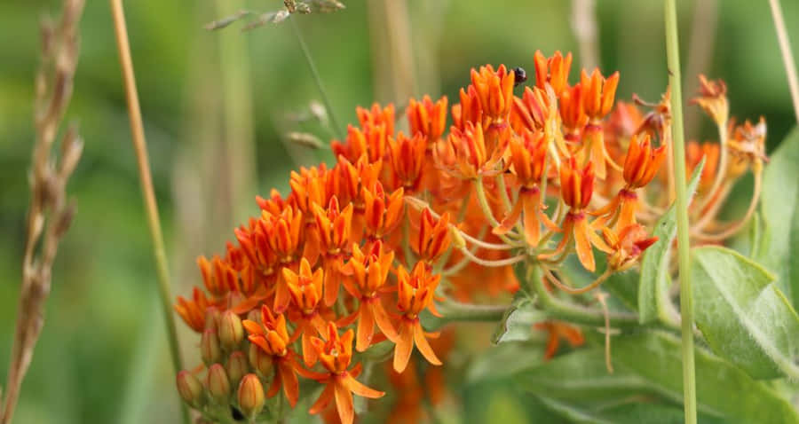 Brightly Colored Butterfly Weeds In Bloom Wallpaper