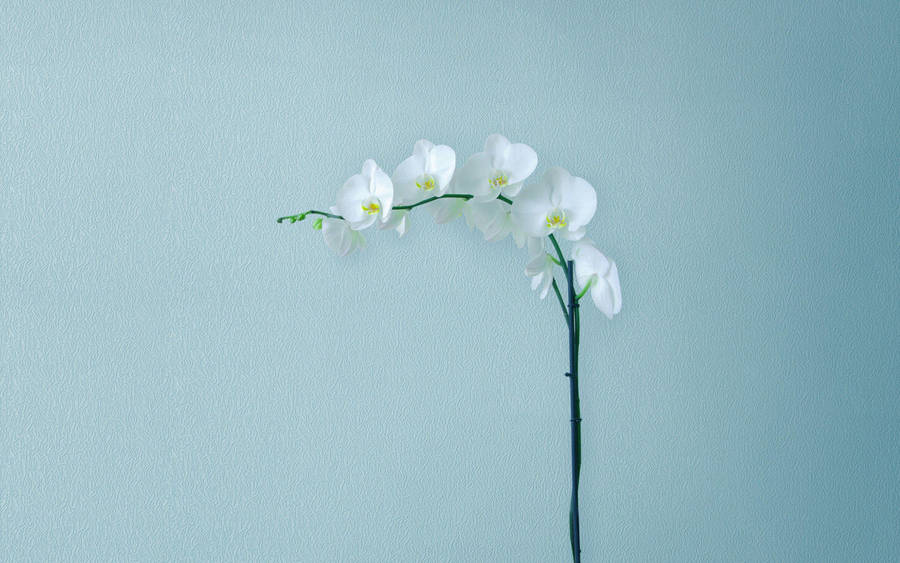 Bring Nature And Technology Together With This Minimalist Flower Computer. Wallpaper