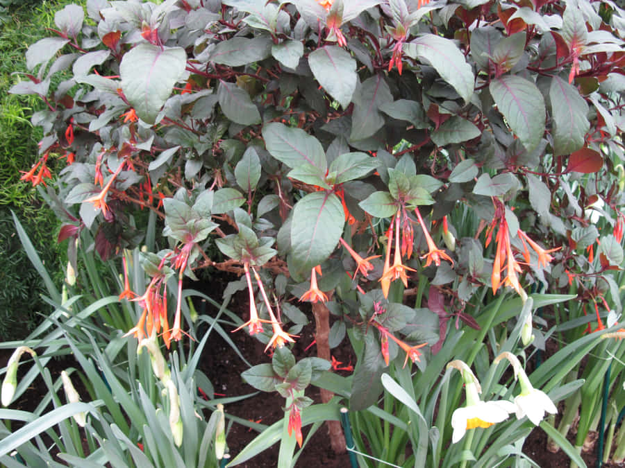 Bring Nature Inside––botanical Wallpaper Wallpaper