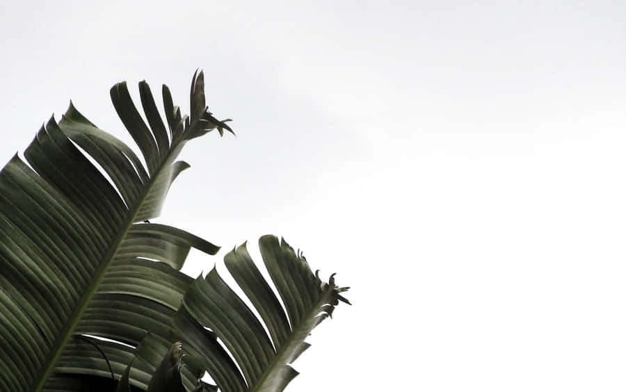 Bring The Outdoor Beauty Inside With This Soothing Plant Aesthetic Desktop Wallpaper. Wallpaper