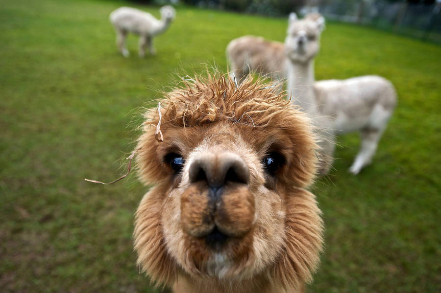 Brown Alpaca Selfie Wallpaper