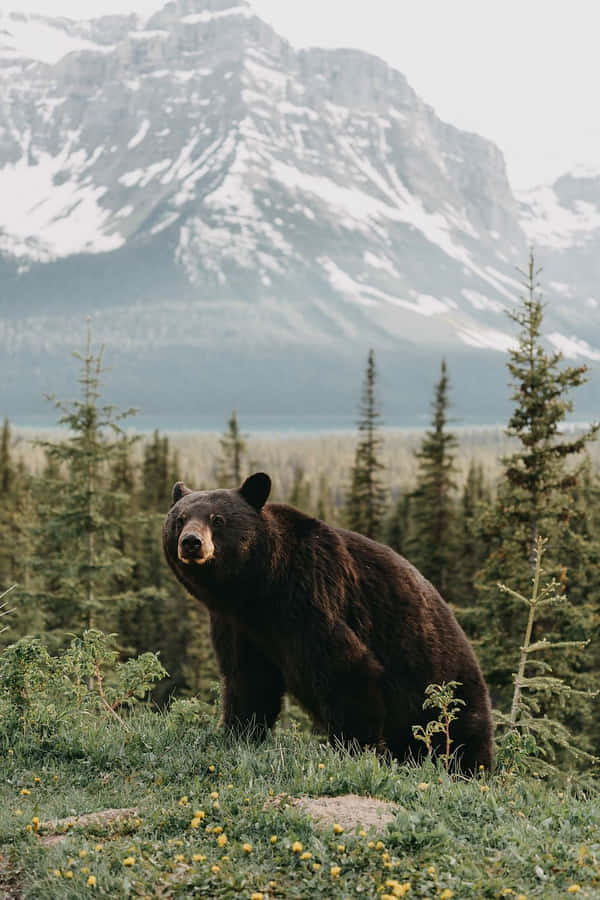 Brown Bear Mountain Backdrop.jpg Wallpaper