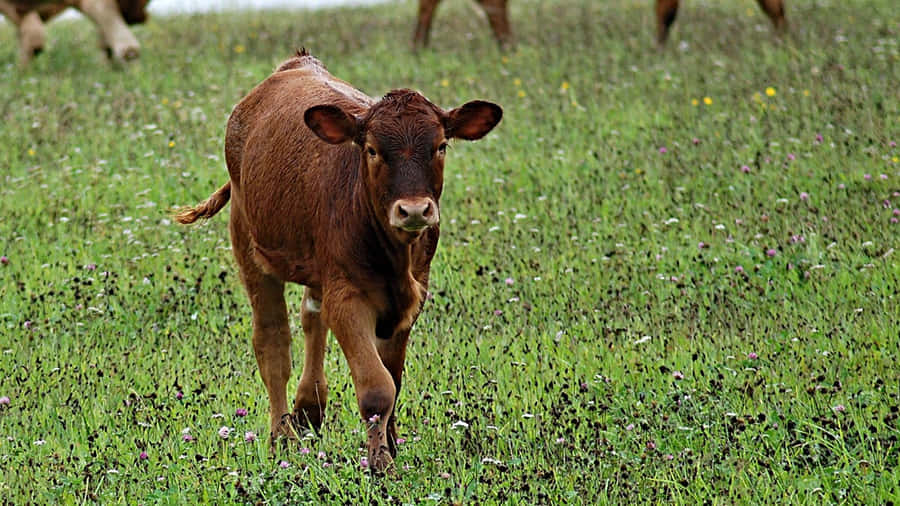 Brown Calf In Green Meadow.jpg Wallpaper