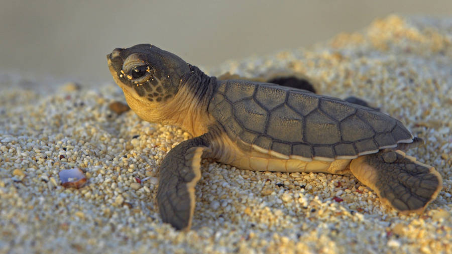 Brown Cute Turtle On Sand Wallpaper