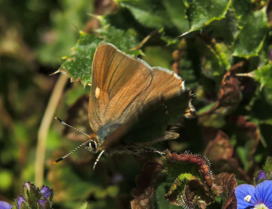 Brown_ Hairstreak_ Butterfly_in_ Nature.jpg Wallpaper